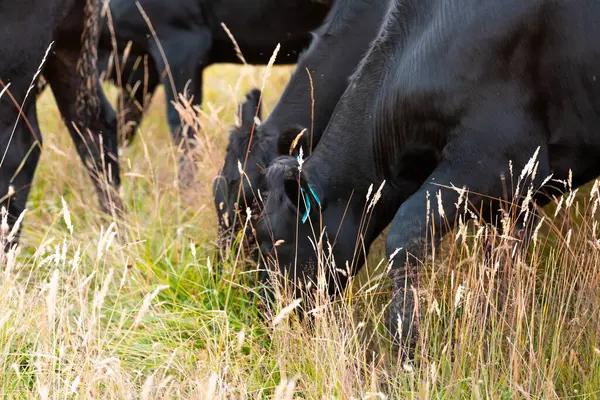 Bir otlakta otlayan Avustralya sığırları. Sığır İnekleri Kuru Çayırlarda İlerliyor, Avustralya Çiftlik Sahnesi Yazın