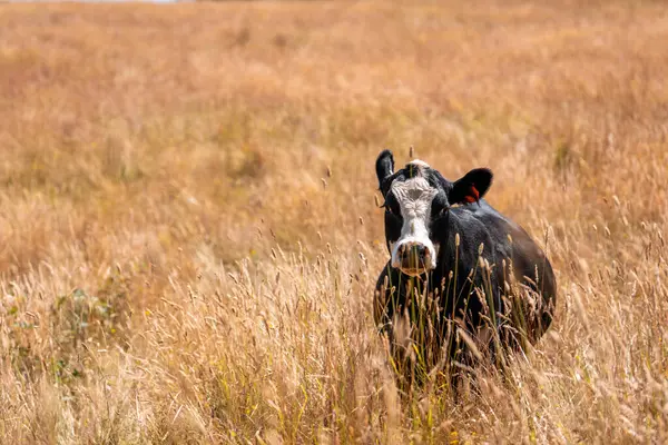 Bir otlakta otlayan Avustralya sığırları. Sığır İnekleri Kuru Çayırlarda İlerliyor, Avustralya Çiftlik Sahnesi Yazın