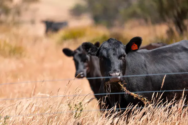 Bir otlakta otlayan Avustralya sığırları. Sığır İnekleri Kuru Çayırlarda İlerliyor, Avustralya Çiftlik Sahnesi Yazın