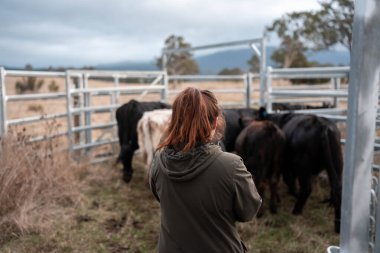Çiftlikteki kadın çiftçi. Tarım işindeki kadınlar hayvan çiftliklerinde inekleri tartmak için çobanlık yapıyorlar. Tazmanya Avustralya 'da bir çiftlikte yetişen organik ve serbest çiftlik hayvanları..