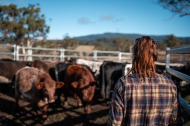Çiftlikteki kadın çiftçi. Tarım işindeki kadınlar hayvan çiftliklerinde inekleri tartmak için çobanlık yapıyorlar. Tazmanya Avustralya 'da bir çiftlikte yetişen organik ve serbest çiftlik hayvanları..