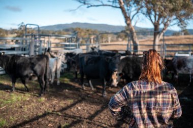 Çiftlikteki kadın çiftçi. Tarım işindeki kadınlar hayvan çiftliklerinde inekleri tartmak için çobanlık yapıyorlar. Tazmanya Avustralya 'da bir çiftlikte yetişen organik ve serbest çiftlik hayvanları..