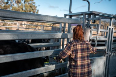 Çiftlikteki kadın çiftçi. Tarım işindeki kadınlar hayvan çiftliklerinde inekleri tartmak için çobanlık yapıyorlar. Tazmanya Avustralya 'da bir çiftlikte yetişen organik ve serbest çiftlik hayvanları..