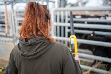 Çiftlikteki kadın çiftçi. Tarım işindeki kadınlar hayvan çiftliklerinde inekleri tartmak için çobanlık yapıyorlar. Tazmanya Avustralya 'da bir çiftlikte yetişen organik ve serbest çiftlik hayvanları..