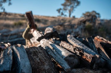 Ormanda odun ve odun topluyorum. Ateş için dal ve dal topluyorum.