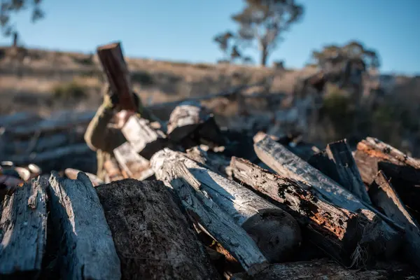 Ormanda odun ve odun topluyorum. Ateş için dal ve dal topluyorum.