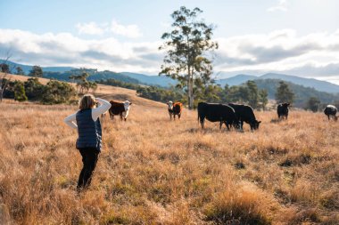 Bir çiftlikte inek güden dişi çiftçi. Toprakla büyüyüp çalışıyor ve et yetiştiriyor. Angus, Wagyu, Murray Grey sığırları üreten tarım işindeki kadınlar Avustralya 'da bir çiftlikte yetiştiriliyor..
