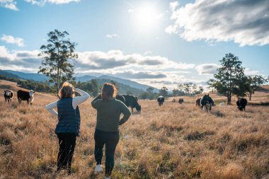 Avustralya 'nın kırsal kesimlerindeki bir çiftlikte sığır güden çiftçi çiftçilerle birlikte çalışan çiftçi kadınlar. yenilenebilir organik tarım ile tarımda yenilik