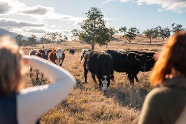 Bir çiftlikte inek güden dişi çiftçi. Toprakla büyüyüp çalışıyor ve et yetiştiriyor. Angus, Wagyu, Murray Grey sığırları üreten tarım işindeki kadınlar Avustralya 'da bir çiftlikte yetiştiriliyor..
