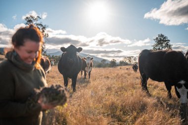 Yenileyici organik çiftçi, toprak örnekleri alıyor ve bir çiftlikteki bitkilere bakıyor. sürdürülebilir tarım uygulaması
