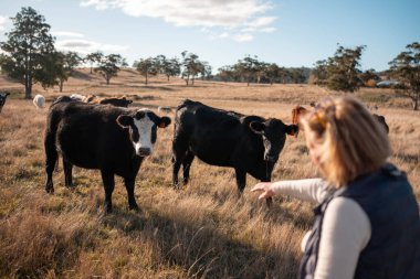 Bir çiftlikte inek güden dişi çiftçi. Toprakla büyüyüp çalışıyor ve et yetiştiriyor. Angus, Wagyu, Murray Grey sığırları üreten tarım işindeki kadınlar Avustralya 'da bir çiftlikte yetiştiriliyor..