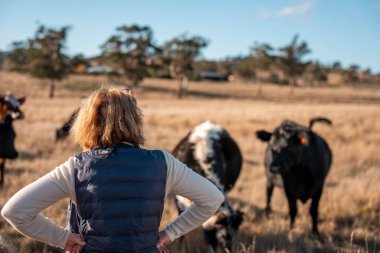 Avustralya 'nın kırsal kesimlerindeki bir çiftlikte sığır güden çiftçi çiftçilerle birlikte çalışan çiftçi kadınlar. yenilenebilir organik tarım ile tarımda yenilik