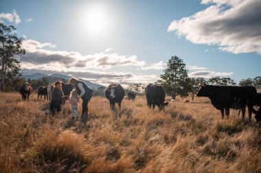 Bir çiftlikte inek güden dişi çiftçi. Toprakla büyüyüp çalışıyor ve et yetiştiriyor. Angus, Wagyu, Murray Grey sığırları üreten tarım işindeki kadınlar Avustralya 'da bir çiftlikte yetiştiriliyor..