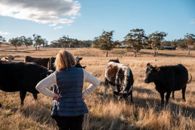 Avustralya 'nın kırsal kesimlerindeki bir çiftlikte sığır güden çiftçi çiftçilerle birlikte çalışan çiftçi kadınlar. yenilenebilir organik tarım ile tarımda yenilik