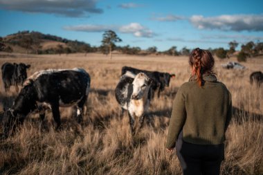 Bir çiftlikte inek güden dişi çiftçi. Toprakla büyüyüp çalışıyor ve et yetiştiriyor. Angus, Wagyu, Murray Grey sığırları üreten tarım işindeki kadınlar Avustralya 'da bir çiftlikte yetiştiriliyor..