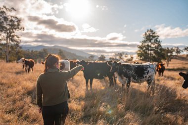 Avustralya 'nın kırsal kesimlerindeki bir çiftlikte sığır güden çiftçi çiftçilerle birlikte çalışan çiftçi kadınlar. yenilenebilir organik tarım ile tarımda yenilik