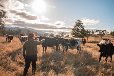 Bir çiftlikte inek güden dişi çiftçi. Toprakla büyüyüp çalışıyor ve et yetiştiriyor. Angus, Wagyu, Murray Grey sığırları üreten tarım işindeki kadınlar Avustralya 'da bir çiftlikte yetiştiriliyor..