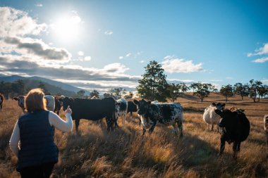 Avustralya 'nın kırsal kesimlerindeki bir çiftlikte sığır güden çiftçi çiftçilerle birlikte çalışan çiftçi kadınlar. yenilenebilir organik tarım ile tarımda yenilik