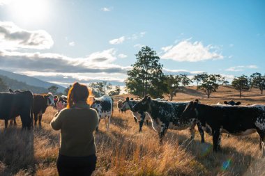 Bir çiftlikte inek güden dişi çiftçi. Toprakla büyüyüp çalışıyor ve et yetiştiriyor. Angus, Wagyu, Murray Grey sığırları üreten tarım işindeki kadınlar Avustralya 'da bir çiftlikte yetiştiriliyor..