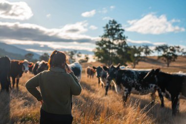 Bir çiftlikte inek güden dişi çiftçi. Toprakla büyüyüp çalışıyor ve et yetiştiriyor. Angus, Wagyu, Murray Grey sığırları üreten tarım işindeki kadınlar Avustralya 'da bir çiftlikte yetiştiriliyor..