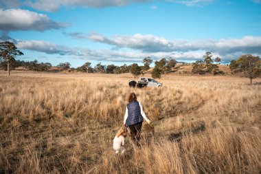 Bir çiftlikte inek güden dişi çiftçi. Toprakla büyüyüp çalışıyor ve et yetiştiriyor. Angus, Wagyu, Murray Grey sığırları üreten tarım işindeki kadınlar Avustralya 'da bir çiftlikte yetiştiriliyor..