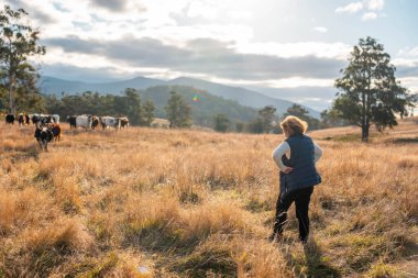 Tarlada toprak ve bitki örneği inceleyen bir kız. Avusturalya 'da mantar arayan bir bilim adamı.
