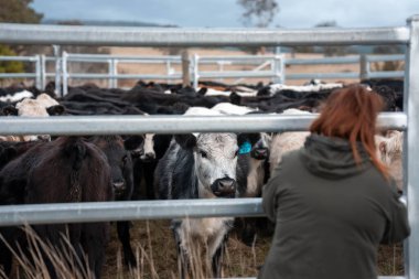 Avustralya 'nın kırsal kesimlerindeki bir çiftlikte sığır güden çiftçi çiftçilerle birlikte çalışan çiftçi kadınlar. yenilenebilir organik tarım ile tarımda yenilik