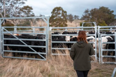 Avustralya 'nın kırsal kesimlerindeki bir çiftlikte sığır güden çiftçi çiftçilerle birlikte çalışan çiftçi kadınlar. yenilenebilir organik tarım ile tarımda yenilik