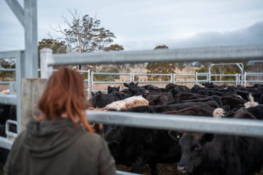 Bir çiftlikte inek güden dişi çiftçi. Toprakla büyüyüp çalışıyor ve et yetiştiriyor. Angus, Wagyu, Murray Grey sığırları üreten tarım işindeki kadınlar Avustralya 'da bir çiftlikte yetiştiriliyor..