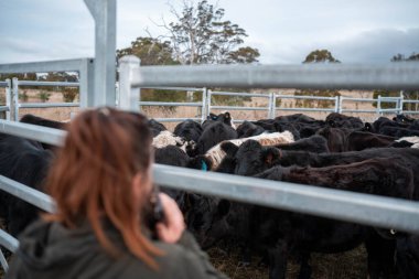 Avustralya 'nın kırsal kesimlerindeki bir çiftlikte sığır güden çiftçi çiftçilerle birlikte çalışan çiftçi kadınlar. yenilenebilir organik tarım ile tarımda yenilik