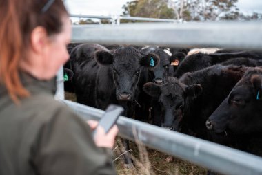 Bir çiftlikte inek güden dişi çiftçi. Toprakla büyüyüp çalışıyor ve et yetiştiriyor. Angus, Wagyu, Murray Grey sığırları üreten tarım işindeki kadınlar Avustralya 'da bir çiftlikte yetiştiriliyor..