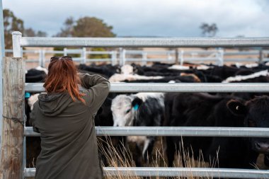 Bir çiftlikte inek güden dişi çiftçi. Toprakla büyüyüp çalışıyor ve et yetiştiriyor. Angus, Wagyu, Murray Grey sığırları üreten tarım işindeki kadınlar Avustralya 'da bir çiftlikte yetiştiriliyor..