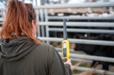 Bir çiftlikte inek güden dişi çiftçi. Toprakla büyüyüp çalışıyor ve et yetiştiriyor. Angus, Wagyu, Murray Grey sığırları üreten tarım işindeki kadınlar Avustralya 'da bir çiftlikte yetiştiriliyor..