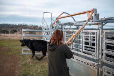 Avustralya Stockyard 'ında sığır ezen kadın çiftçi. Modern Hayvancılık, Güvenlik Uygulamaları, ve adanmış Hayvan Refahı, Avustralya 'da bir çiftlikte hayvan gütmek.