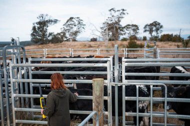 Kadın çiftçi Hscanning Bir sığır yarışında bir İnek üzerinde Elektronik Tarayıcı ile