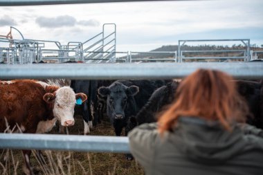 Bir çiftlikte inek güden dişi çiftçi. Toprakla büyüyüp çalışıyor ve et yetiştiriyor. Angus, Wagyu, Murray Grey sığırları üreten tarım işindeki kadınlar Avustralya 'da bir çiftlikte yetiştiriliyor..