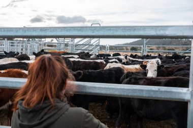 Avustralya 'nın kırsal kesimlerindeki bir çiftlikte sığır güden çiftçi çiftçilerle birlikte çalışan çiftçi kadınlar. yenilenebilir organik tarım ile tarımda yenilik
