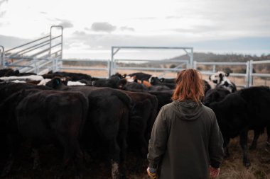 Avustralya 'nın kırsal kesimlerindeki bir çiftlikte sığır güden çiftçi çiftçilerle birlikte çalışan çiftçi kadınlar. yenilenebilir organik tarım ile tarımda yenilik