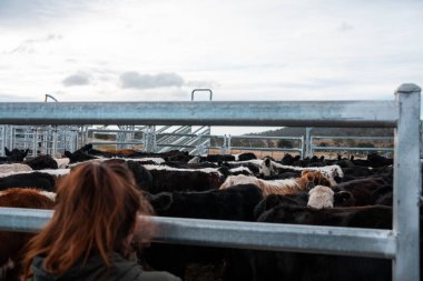 Avustralya 'da yenilenebilir sürdürülebilir bir çiftlikte sığırlarla birlikte çalışan kadın çiftçi Modern Kadın Çiftçi, Avustralya' da Sığırlarla Sürdürülebilir ve Yenilenebilir Uygulamalar Uygulıyor