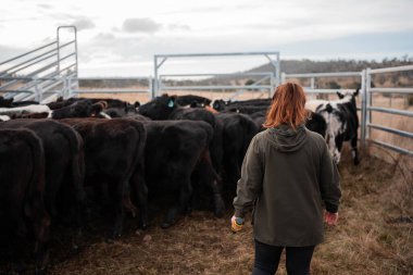 Bir çiftlikte inek güden dişi çiftçi. Toprakla büyüyüp çalışıyor ve et yetiştiriyor. Angus, Wagyu, Murray Grey sığırları üreten tarım işindeki kadınlar Avustralya 'da bir çiftlikte yetiştiriliyor..