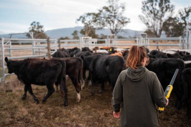 Kadın çiftçi Hscanning Bir sığır yarışında bir İnek üzerinde Elektronik Tarayıcı ile