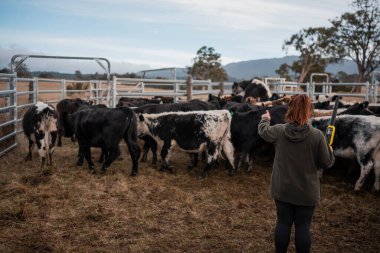 Avustralya 'nın kırsal kesimlerindeki bir çiftlikte sığır güden çiftçi çiftçilerle birlikte çalışan çiftçi kadınlar. yenilenebilir organik tarım ile tarımda yenilik