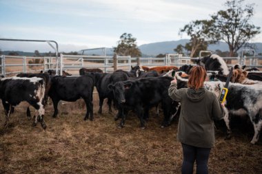 Kadın çiftçi Hscanning Bir sığır yarışında bir İnek üzerinde Elektronik Tarayıcı ile