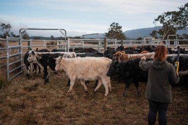 Bir çiftlikte inek güden dişi çiftçi. Toprakla büyüyüp çalışıyor ve et yetiştiriyor. Angus, Wagyu, Murray Grey sığırları üreten tarım işindeki kadınlar Avustralya 'da bir çiftlikte yetiştiriliyor..
