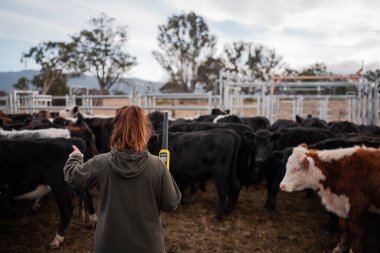 Avustralya 'nın kırsal kesimlerindeki bir çiftlikte sığır güden çiftçi çiftçilerle birlikte çalışan çiftçi kadınlar. yenilenebilir organik tarım ile tarımda yenilik