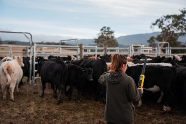 Bir çiftlikte inek güden dişi çiftçi. Toprakla büyüyüp çalışıyor ve et yetiştiriyor. Angus, Wagyu, Murray Grey sığırları üreten tarım işindeki kadınlar Avustralya 'da bir çiftlikte yetiştiriliyor..