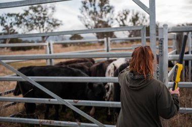 Bir çiftlikte inek güden dişi çiftçi. Toprakla büyüyüp çalışıyor ve et yetiştiriyor. Angus, Wagyu, Murray Grey sığırları üreten tarım işindeki kadınlar Avustralya 'da bir çiftlikte yetiştiriliyor..