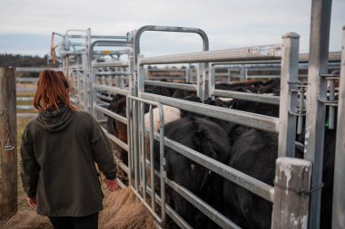 Kadın çiftçi Hscanning Bir sığır yarışında bir İnek üzerinde Elektronik Tarayıcı ile