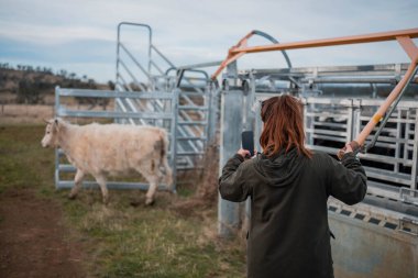 Avustralya 'da yenilenebilir sürdürülebilir bir çiftlikte sığırlarla birlikte çalışan kadın çiftçi Modern Kadın Çiftçi, Avustralya' da Sığırlarla Sürdürülebilir ve Yenilenebilir Uygulamalar Uygulıyor
