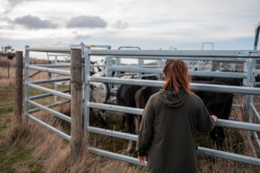 Avustralya 'nın kırsal kesimlerindeki bir çiftlikte sığır güden çiftçi çiftçilerle birlikte çalışan çiftçi kadınlar. yenilenebilir organik tarım ile tarımda yenilik